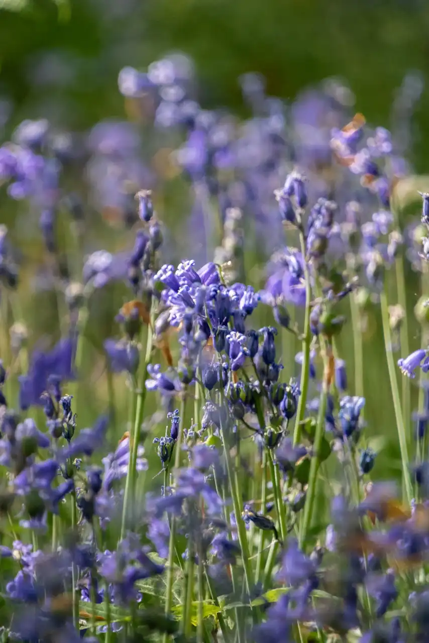 Floraison des jacinthes sauvages au bois de la Houssière