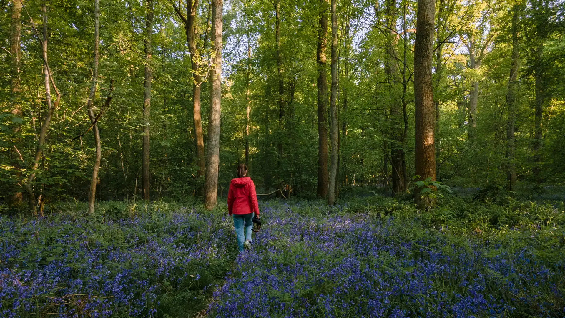 jacinthes sauvage floraison en forêt de soignes à bruxelles