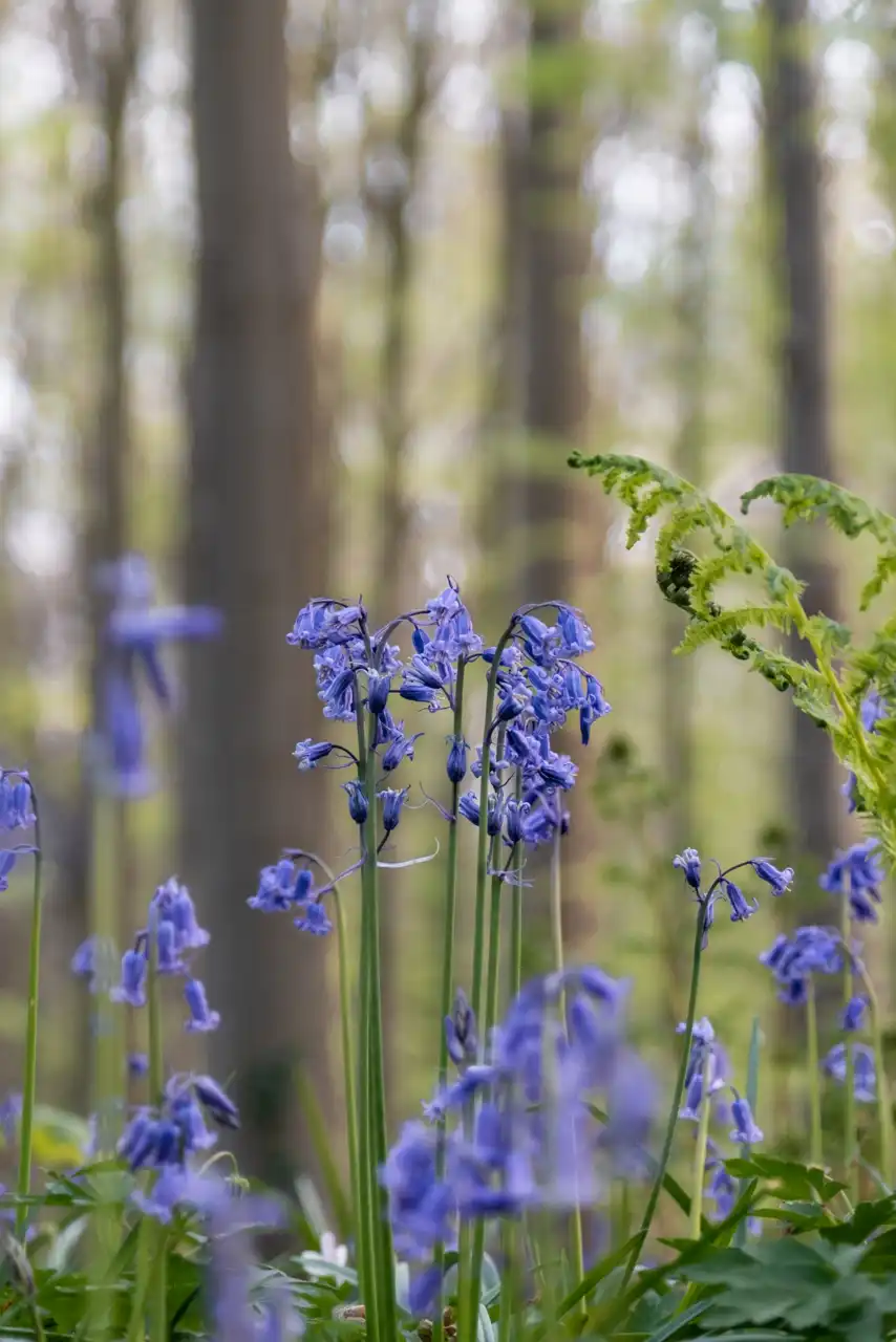 Gros plan sur une grappe de jacinthe sauvage en fleurs au bois de hal