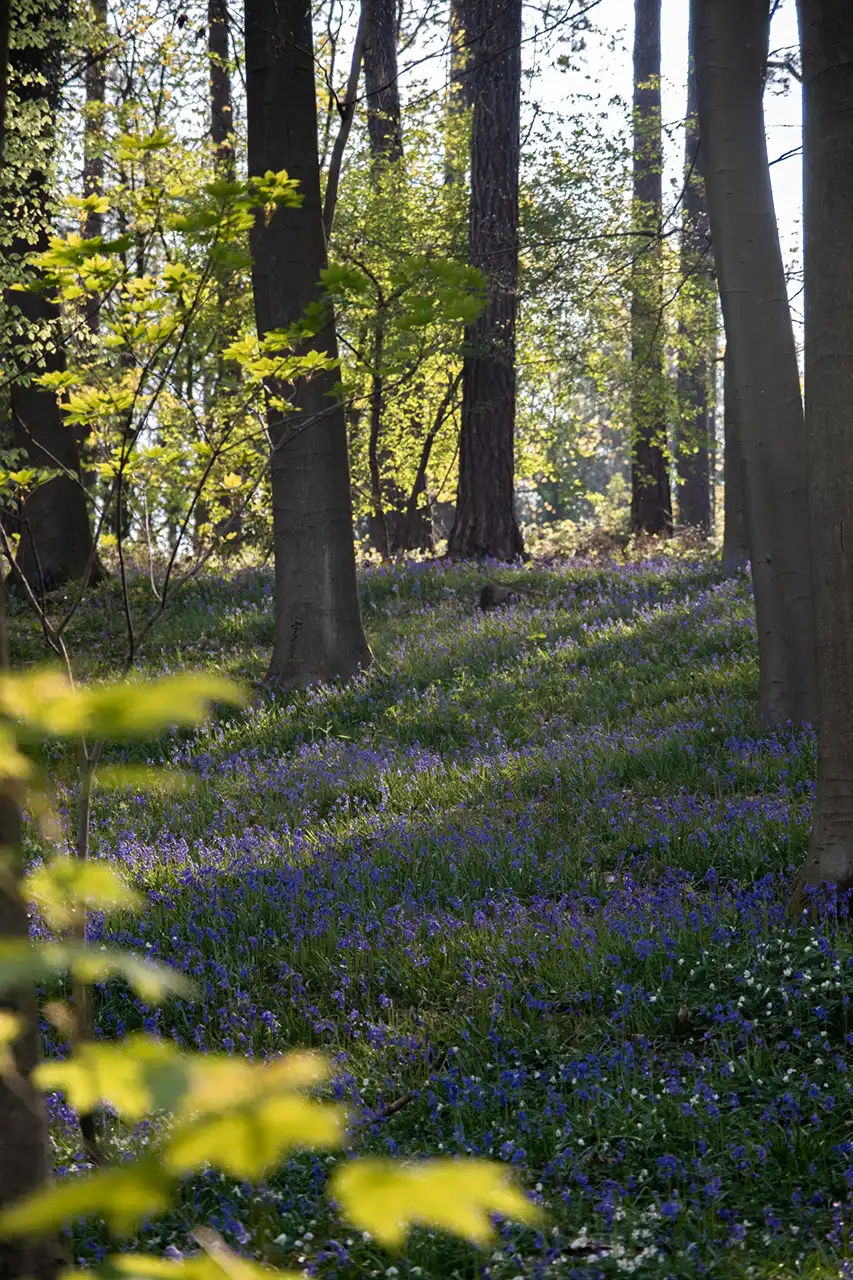 Sous-bois avec tapis de jacinthes sauvages en fleurs au Bois de Hal