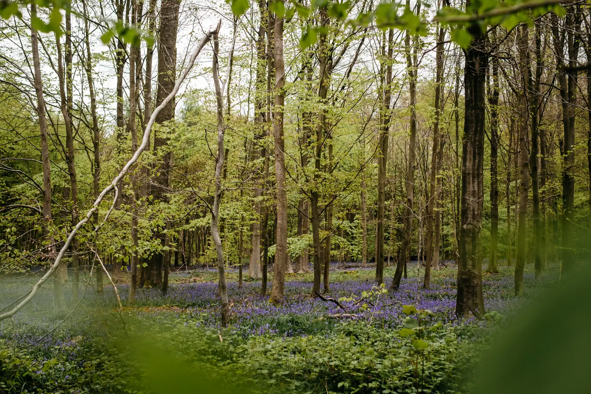Floraison des jacinthes sauvages à Villers-la-Ville en Belgique
