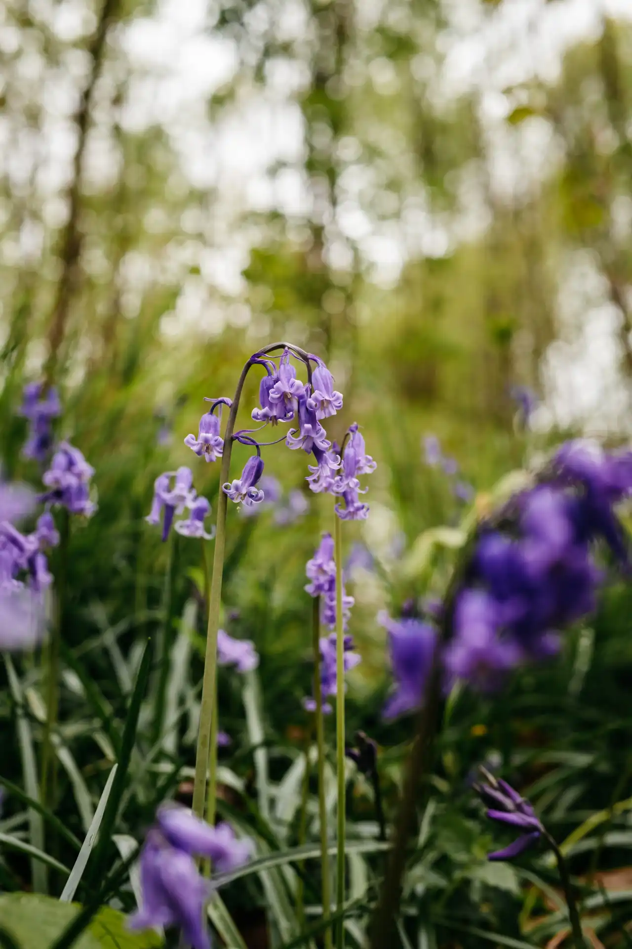 Floraison des jacinthes sauvages à Villers-la-Ville en Belgique