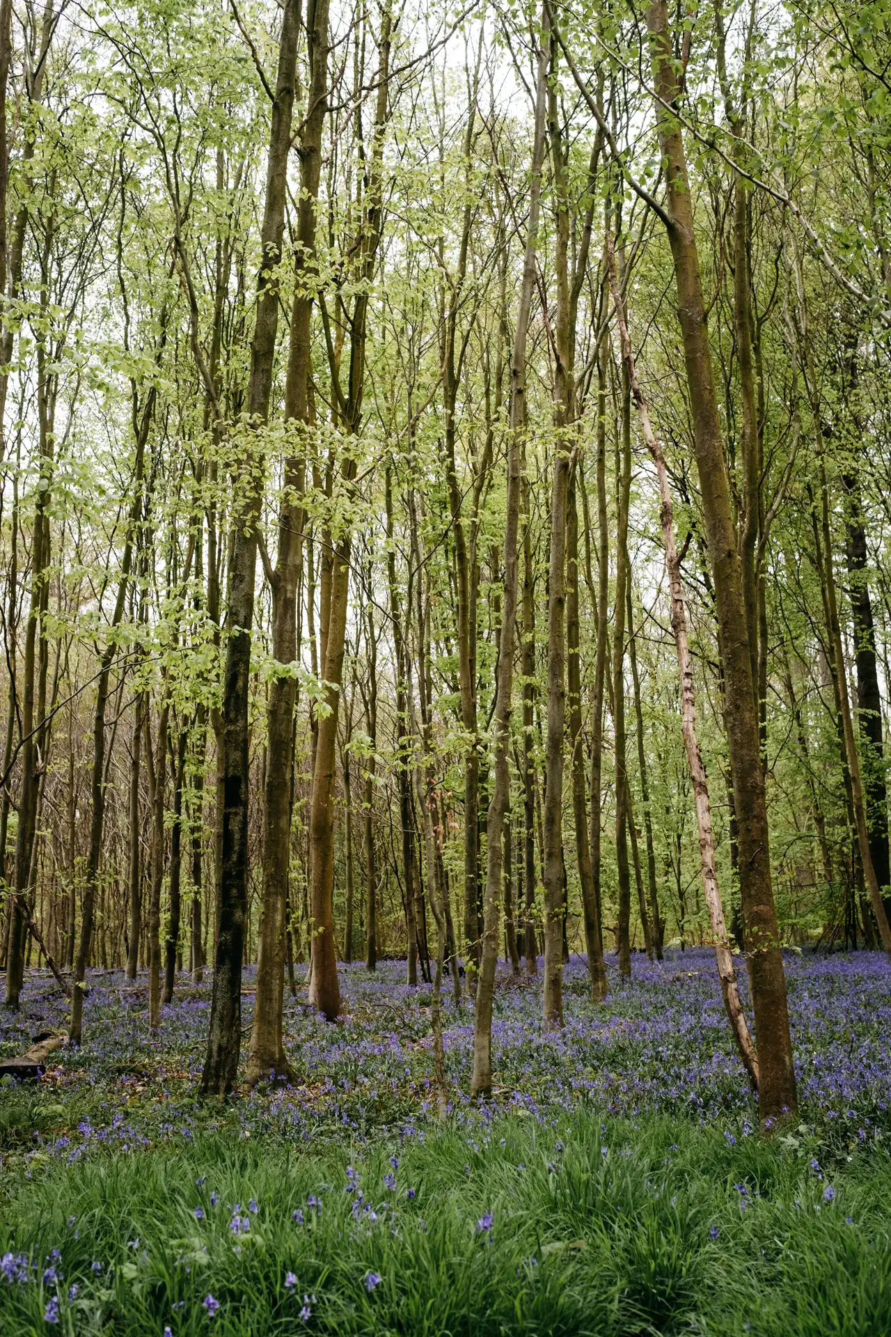 Floraison des jacinthes sauvages à Villers-la-Ville en Belgique