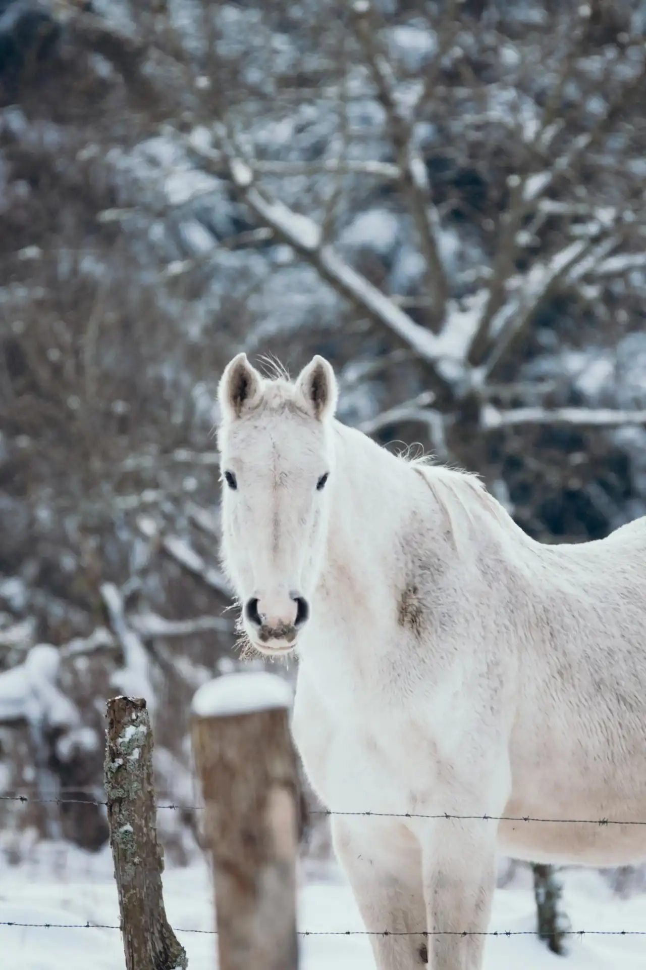 Cheval blanc dans la neige à Longfaye dans les fagnes belges