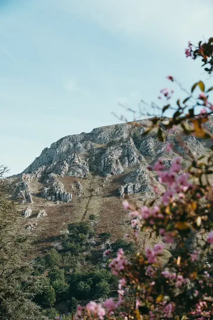 Arbres en fleurs à Covadonga dans les pics d'Europe
