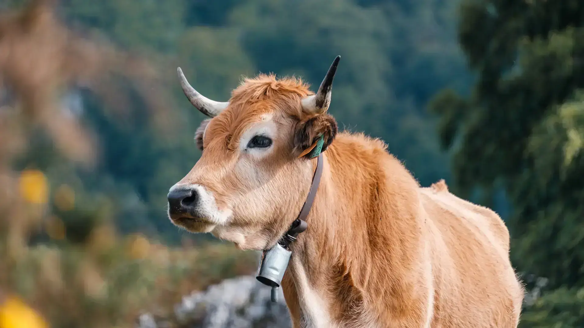 Vache de montagne à Covadonga dans les Pics d'Europe