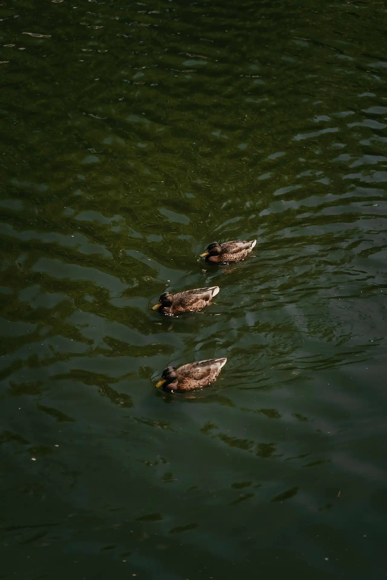 Ducks on the Scheldt in Tournai