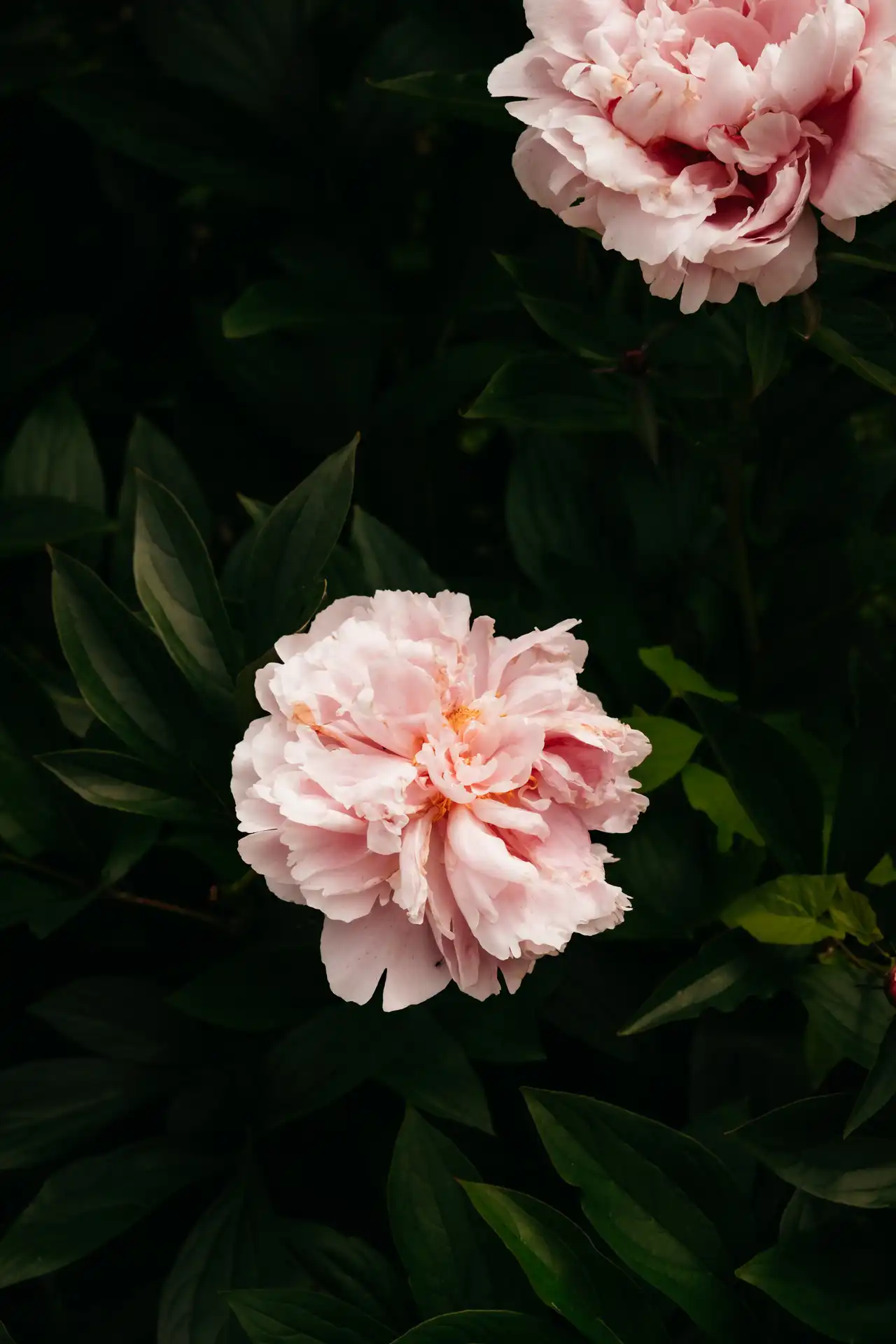 Château d'Ooidonk en Belgique