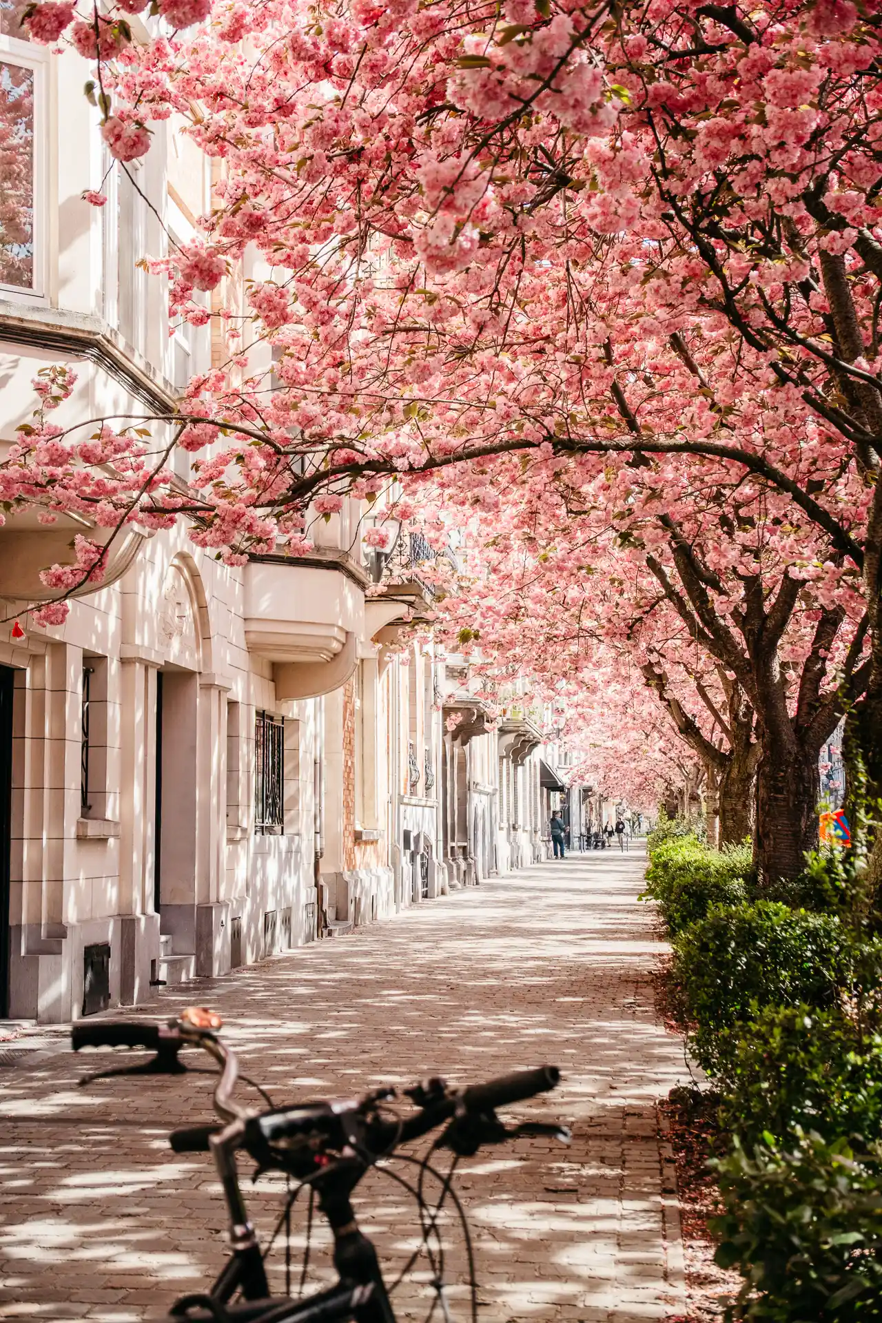 Cerisiers en fleurs rue Émile Max à Bruxelles
