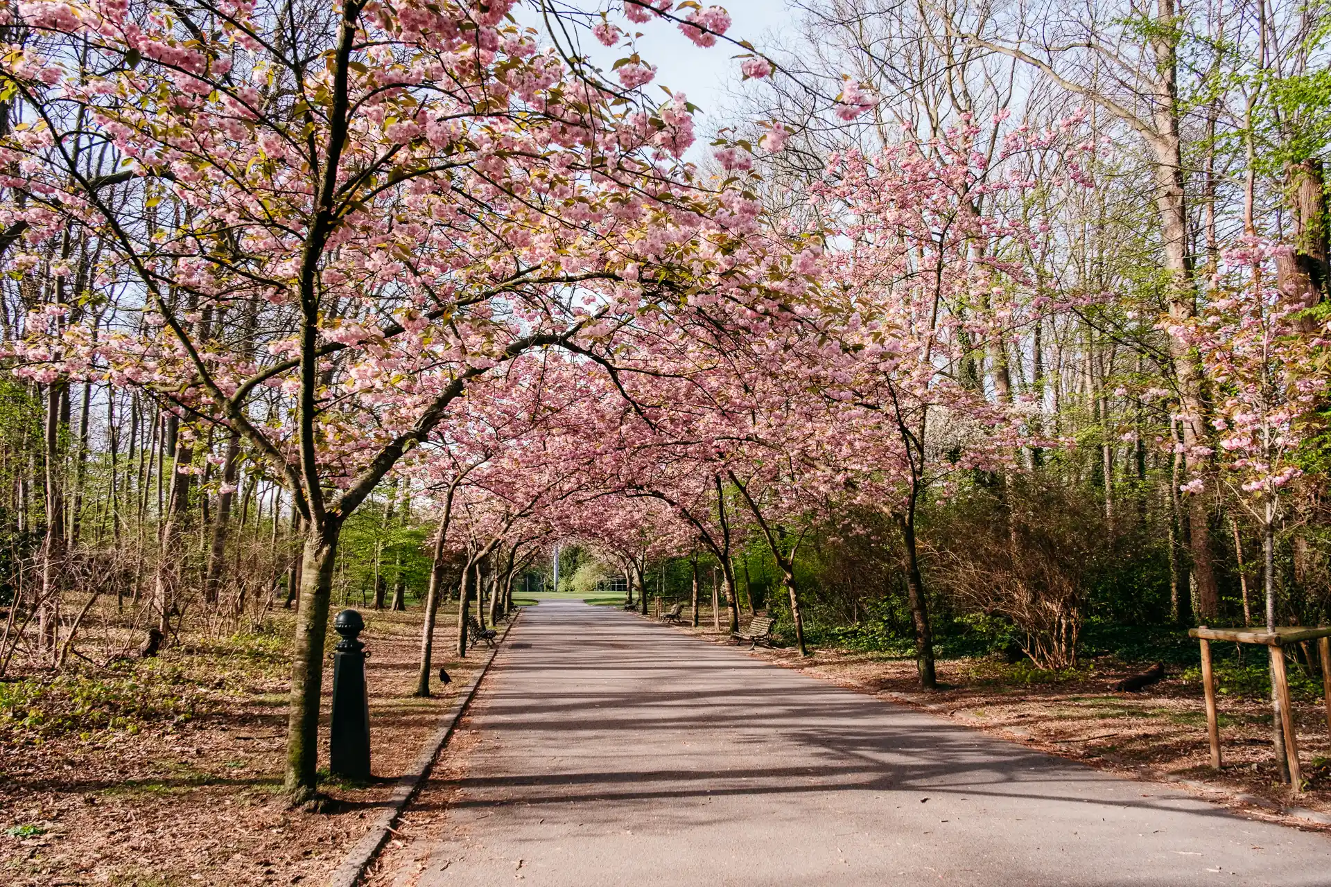 Cerisiers en fleurs parc Josaphat à Bruxelles