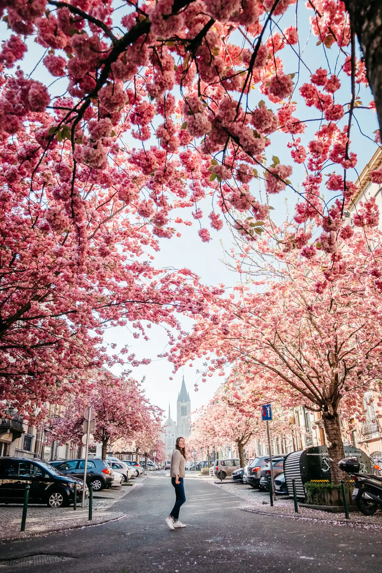 Cerisiers en fleurs avenue jules malou à Bruxelles