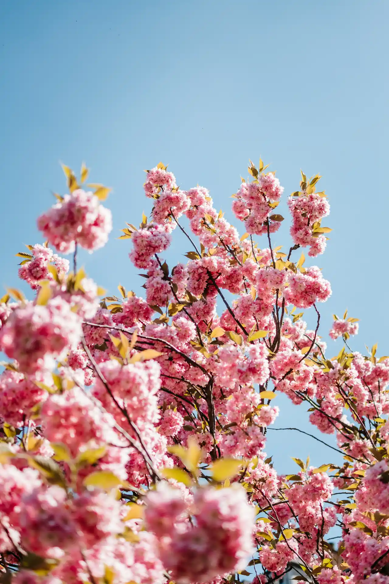 Cerisiers en fleurs à Bruxelles