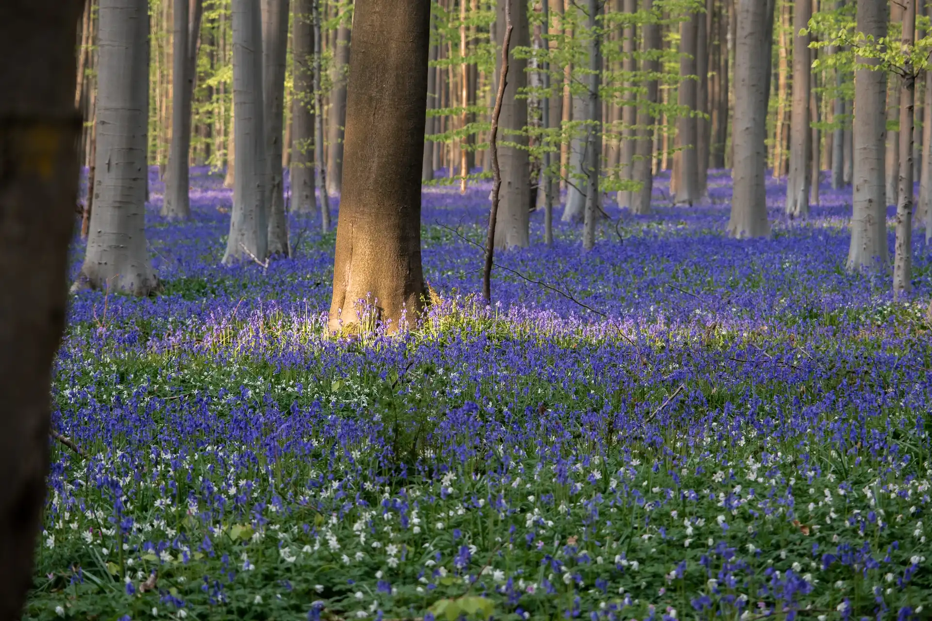 Floraison des jacinthes sauvages au bois de hal en Belgique