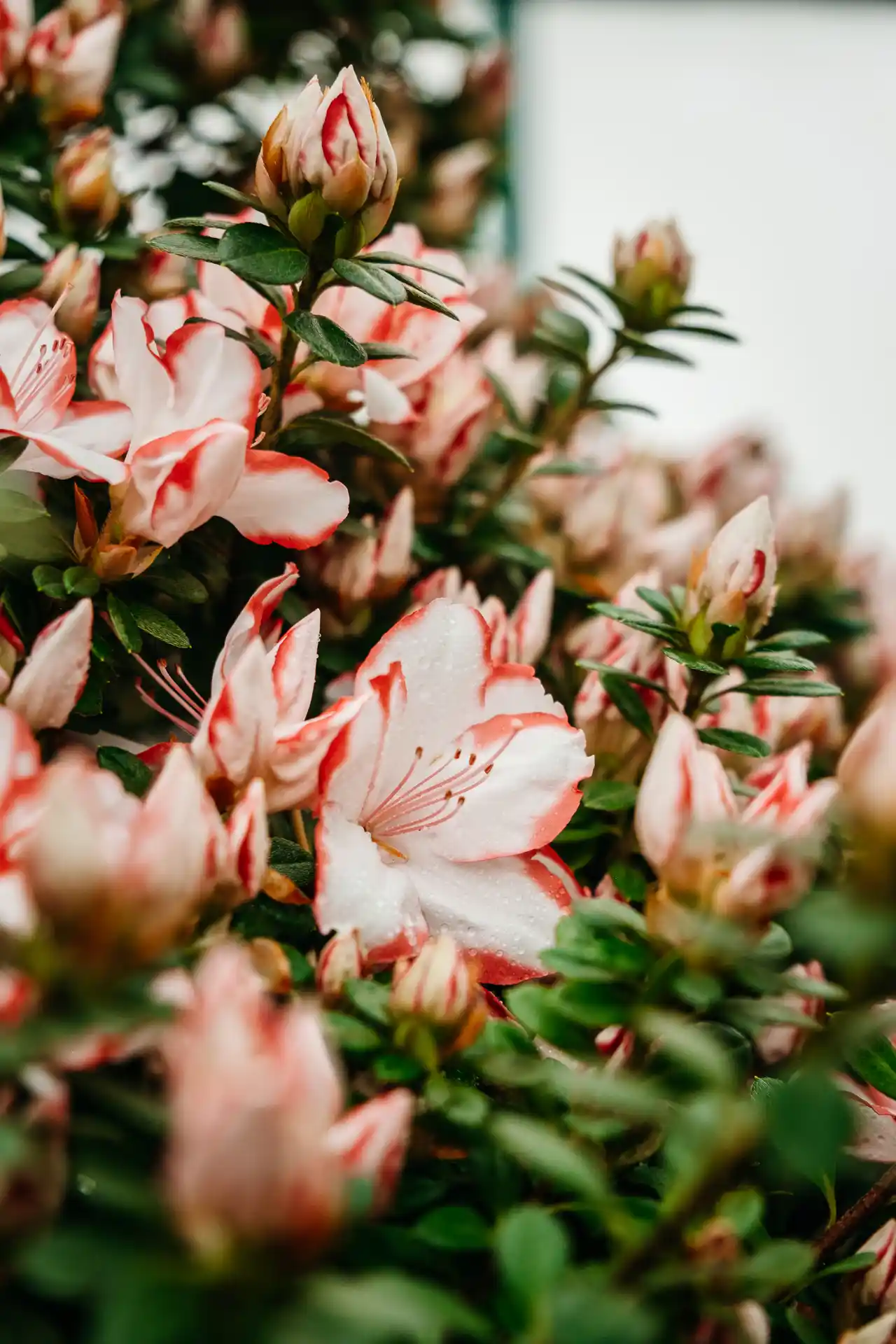 Serres Royales de Laeken