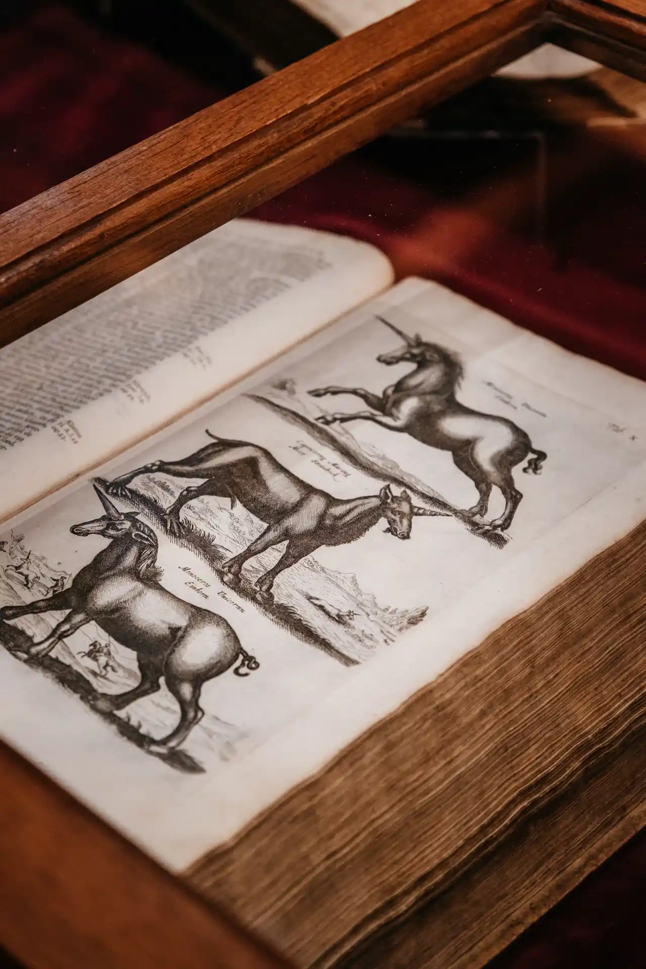 Bibliothèque Abbaye de Bornem