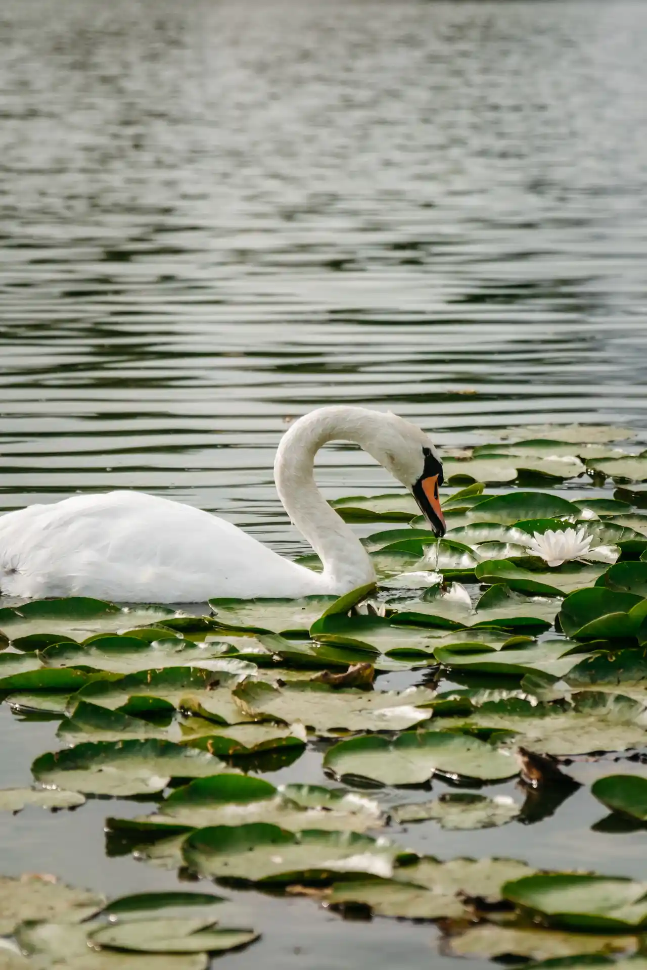 Unusual housing on the water in Berlare in Belgium - Vlotje