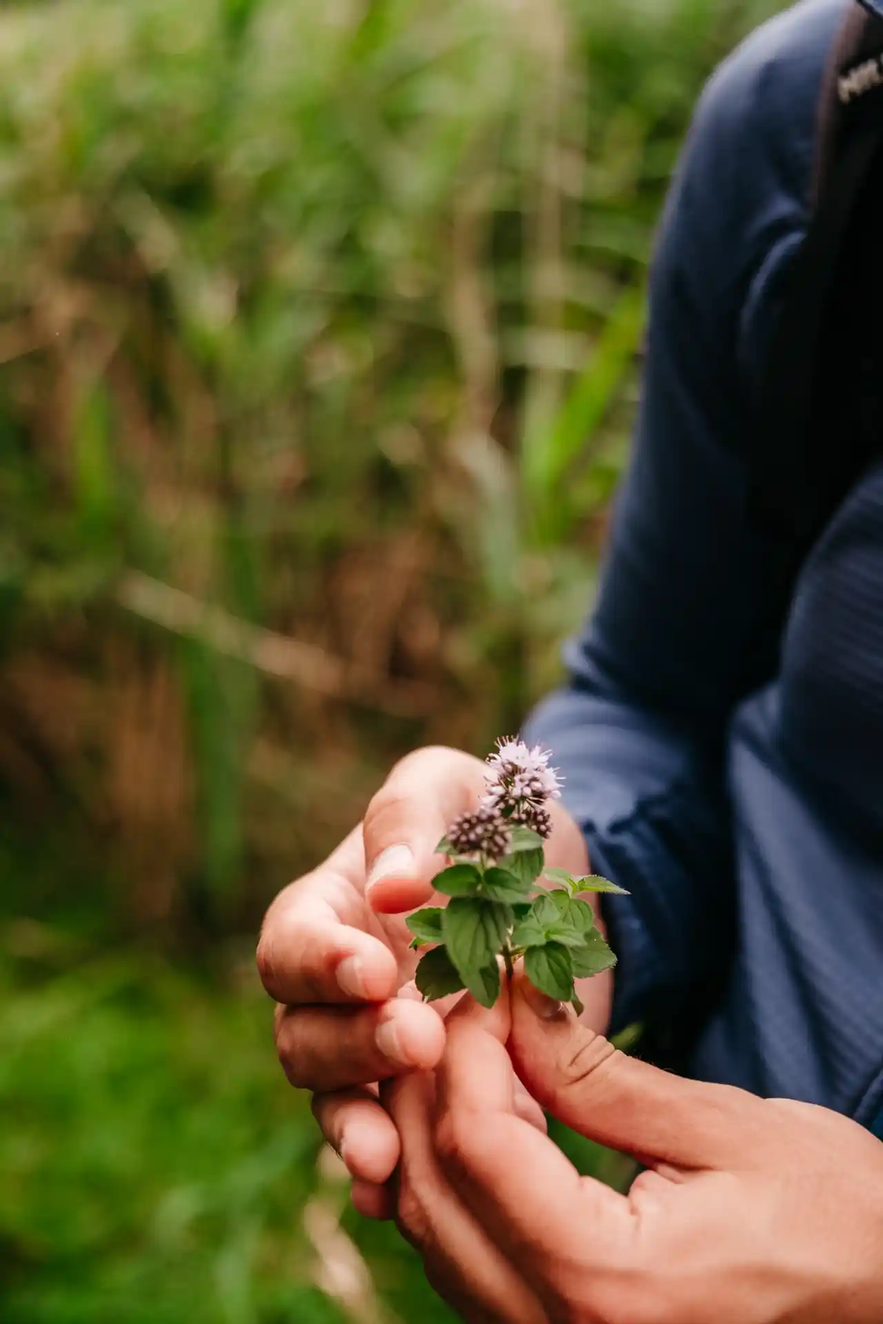 Ceuillette sauvage dans la vallée de l'Escaut en Belgique