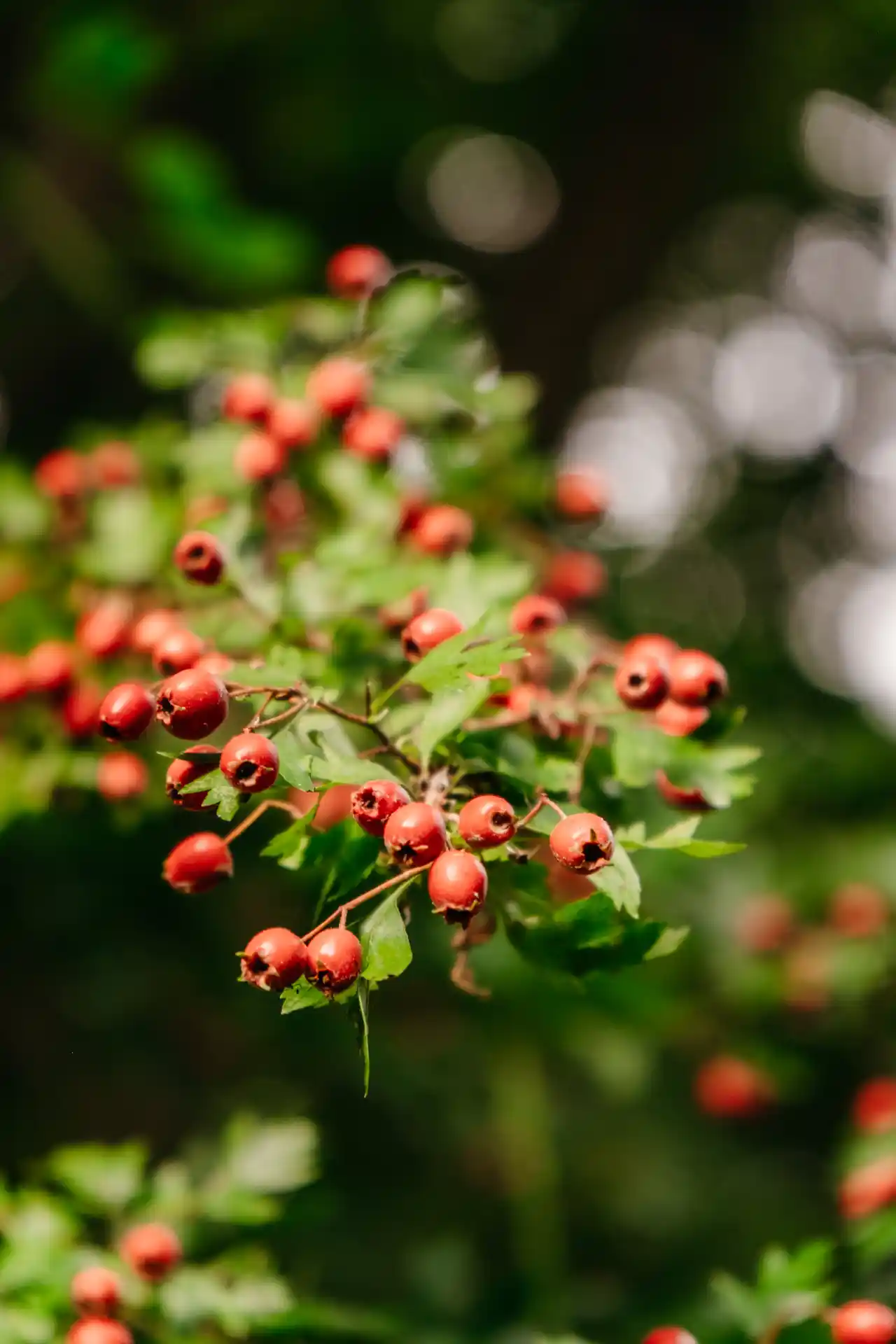 fruits d'églantier dans la vallée de l'Escaut en Belgique