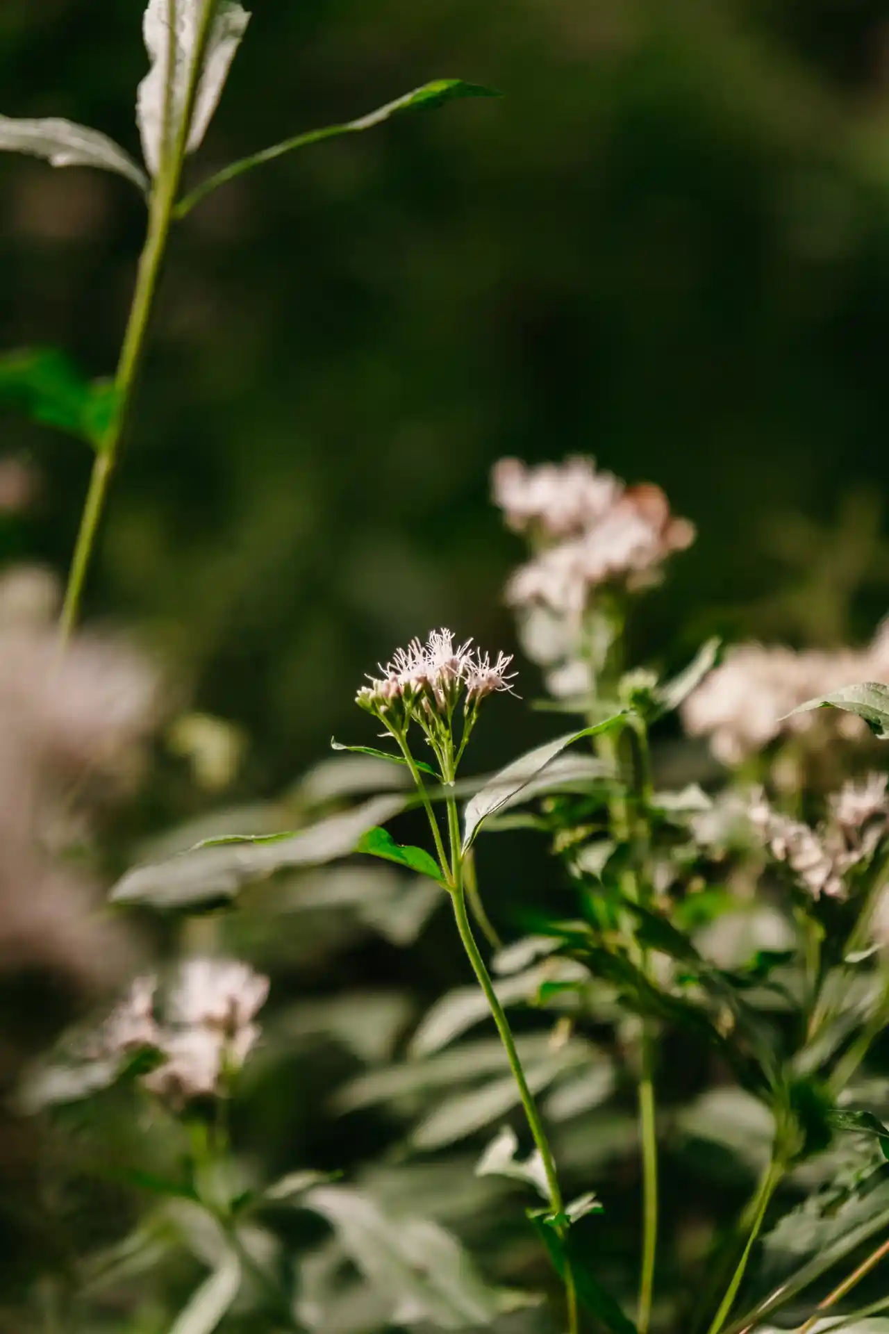 Réserve Hemelse Rij dans la vallée de l'Escaut en Belgique