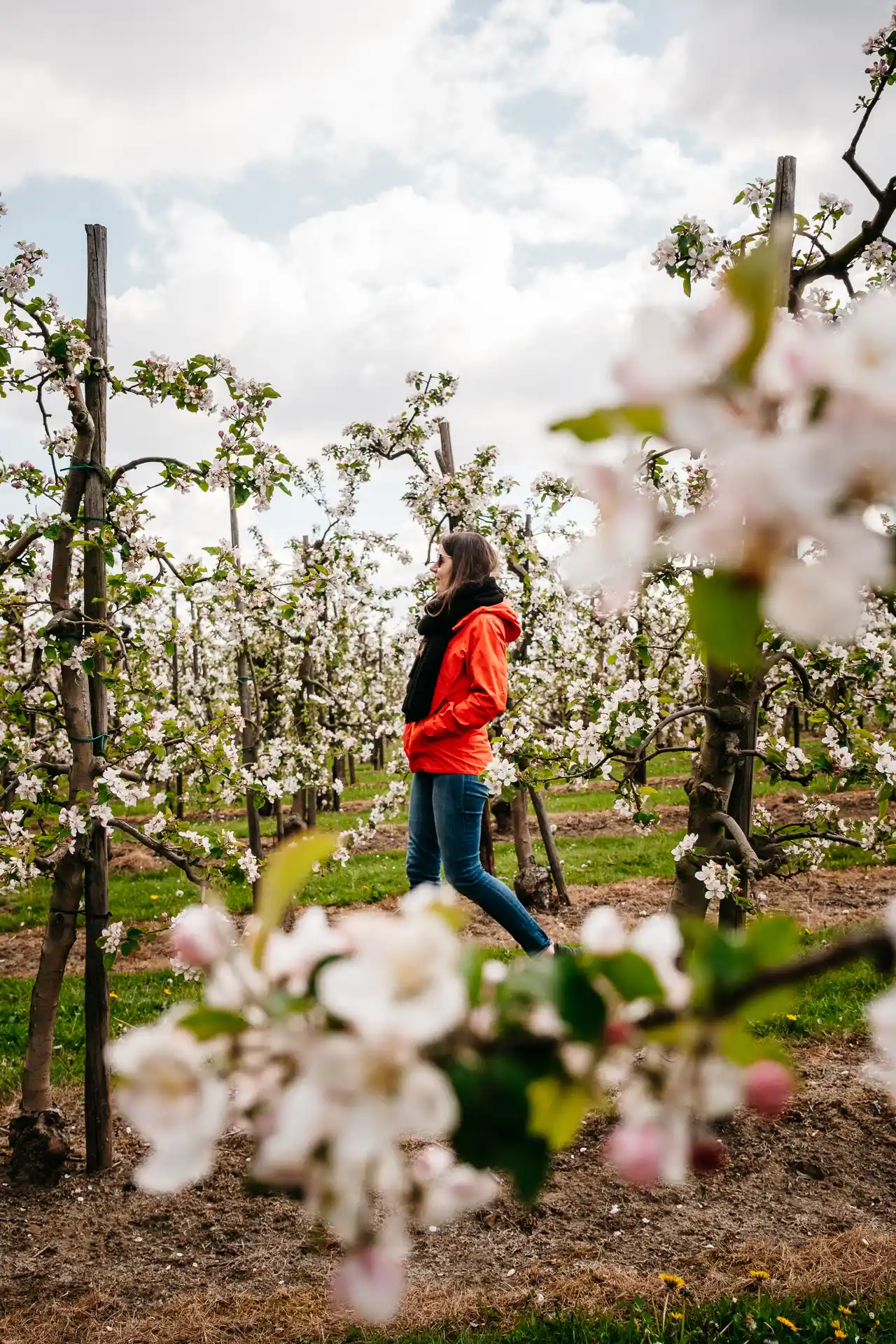 Wijngaardberg vergers en floraison en flandre en Belgique