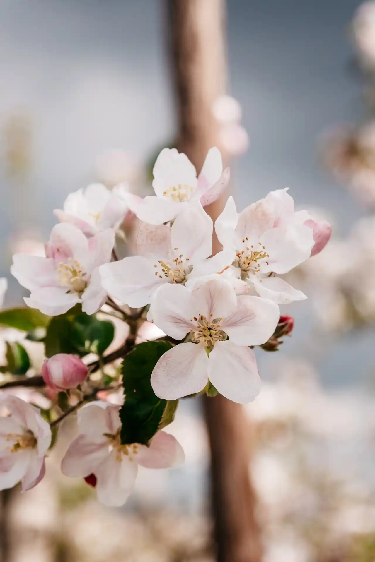 Wijngaardberg vergers en floraison en flandre en Belgique