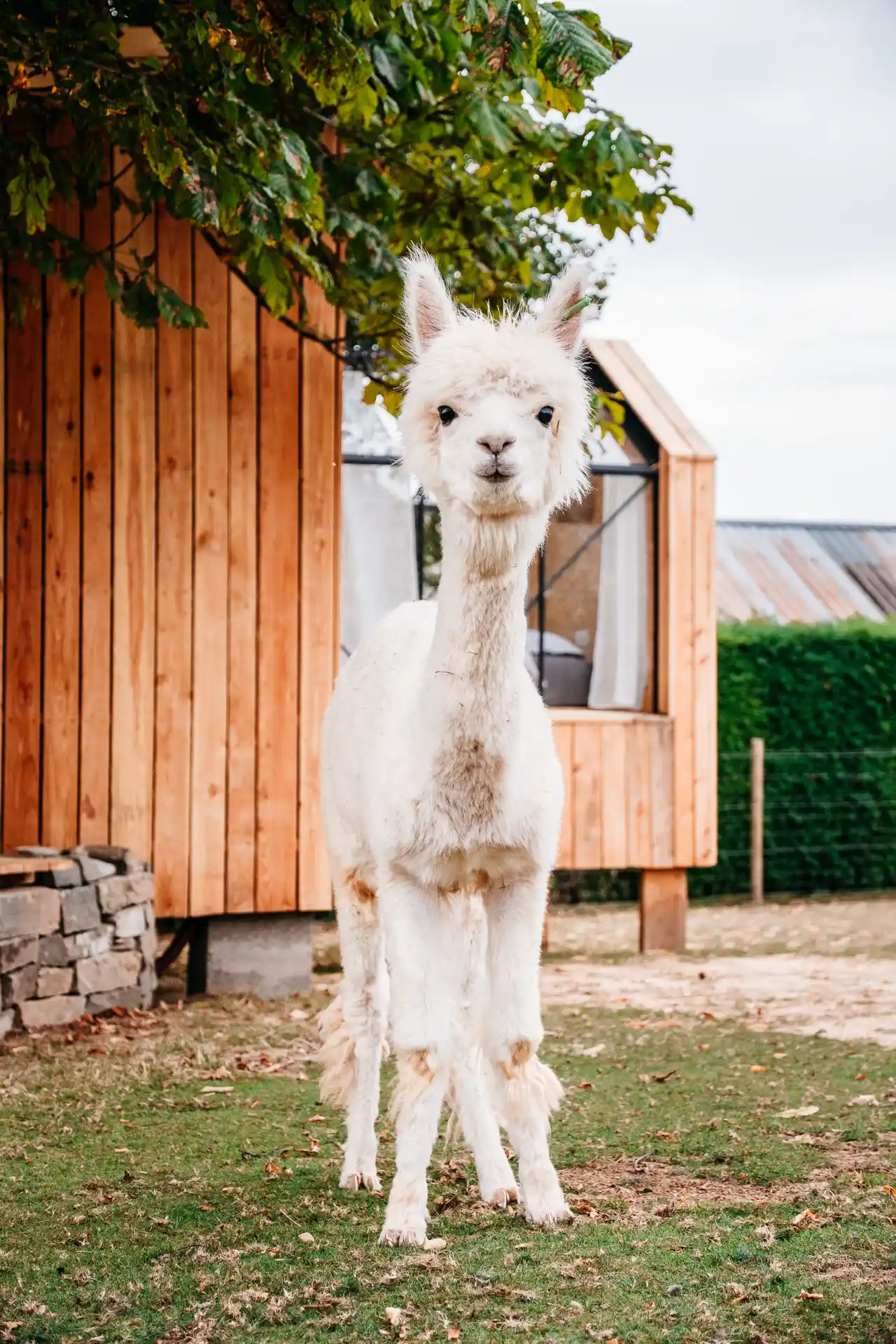La Cab'Alpaga, Logement Insolite en Belgique avec Alpaga