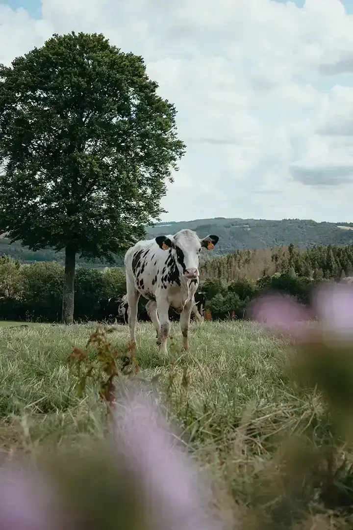 Randonnée à Bilsdorf au Luxembourg