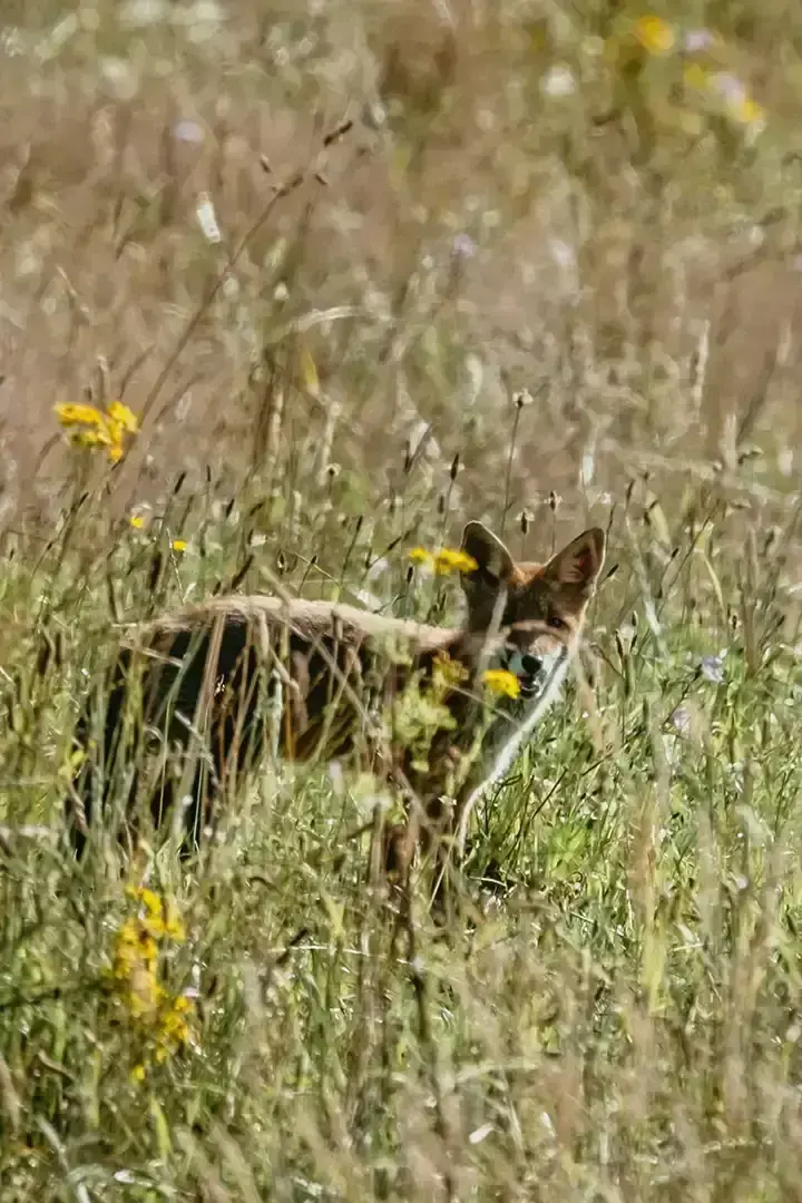 Renard dans les hautes herbes lors d'une Randonnée à Bilsdorf au Luxembourg