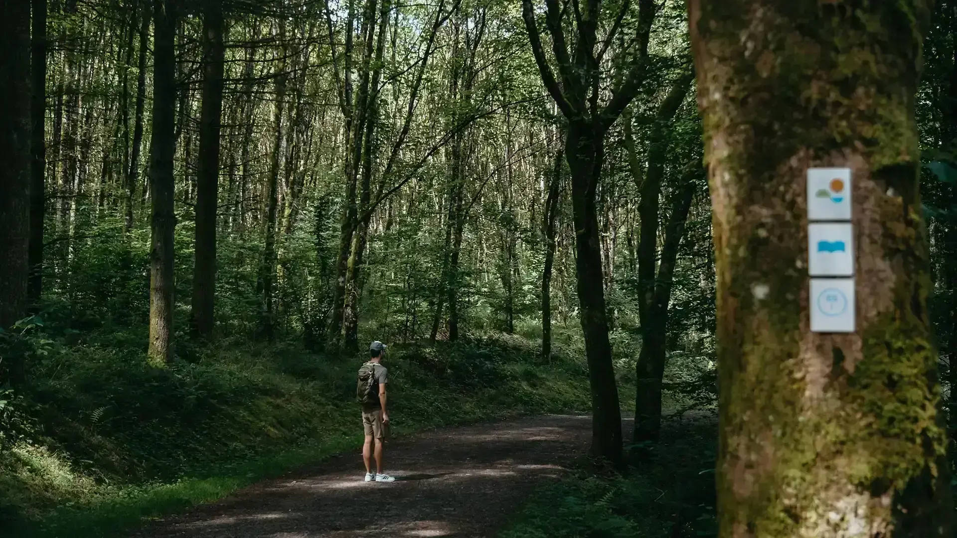 Chemin en forêt pour se rendre au Belvédère de Burfelt