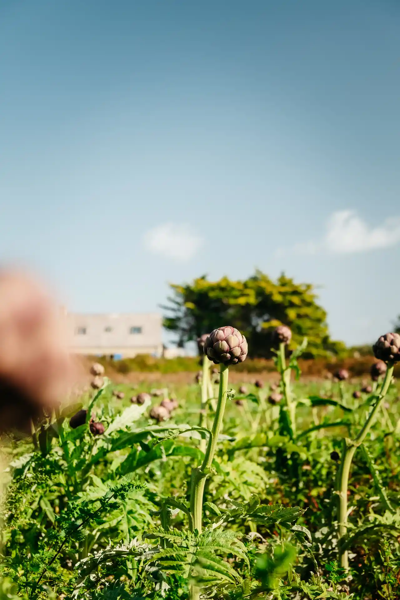 Île Callot en Bretagne