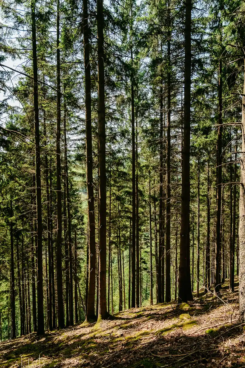 Forêt de sapins sur le trek de Gouvy à Aywaille en Wallonie