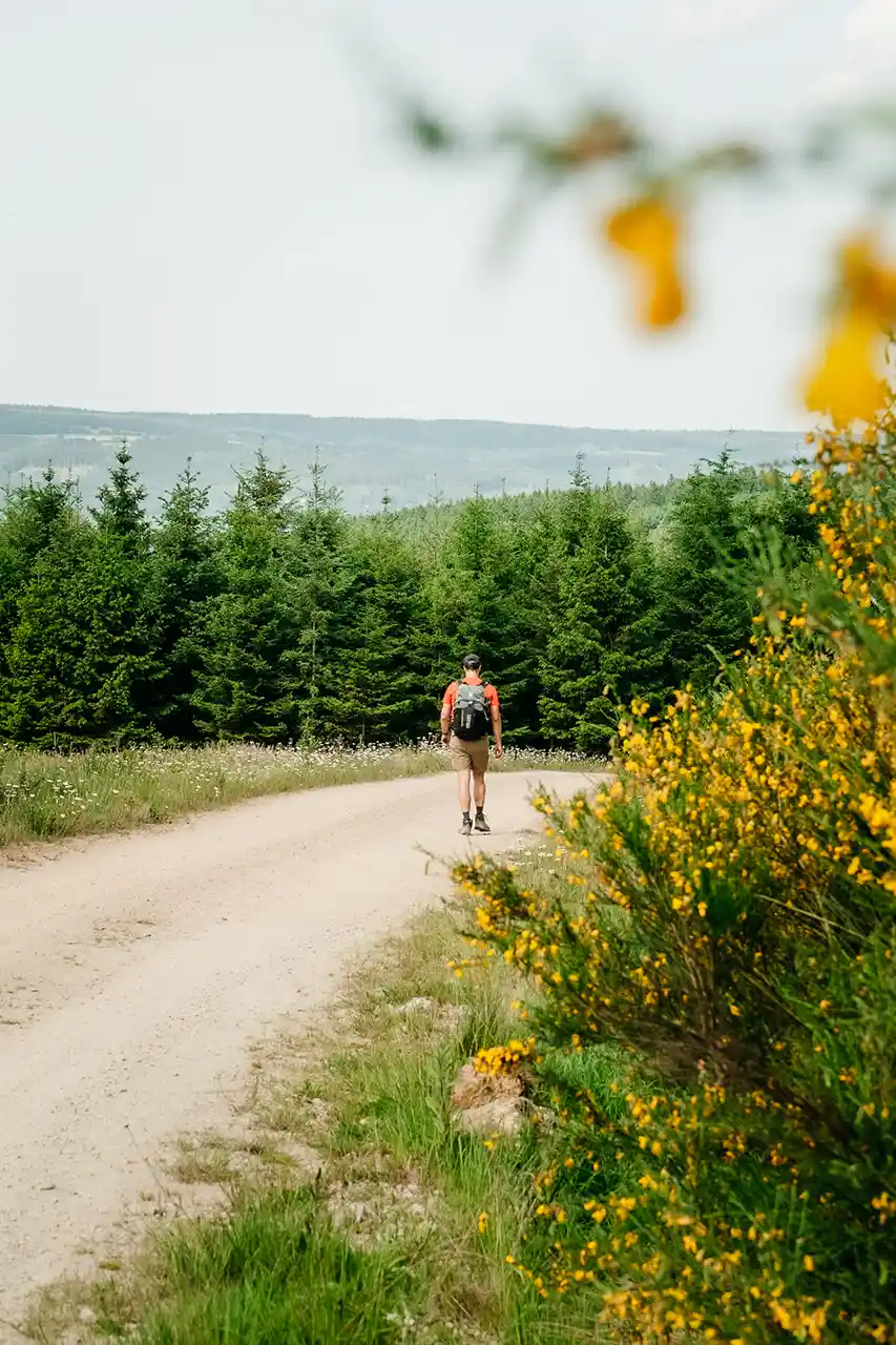 Randonneur marchant sur un sentier avec les genêts en fleurs en Ardenne belge